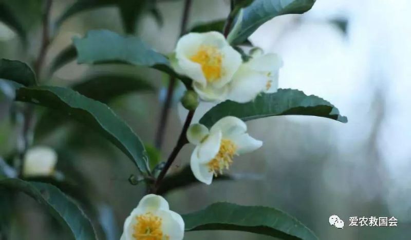 茶树花什么时候开「茶树花什么时候开花」