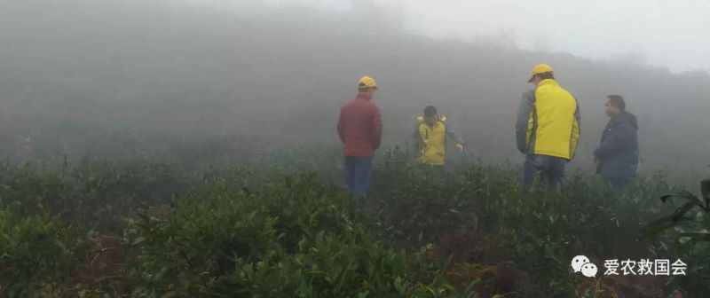 茶树花什么时候开「茶树花什么时候开花」