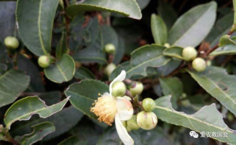 茶树花什么时候开「茶树花什么时候开花」