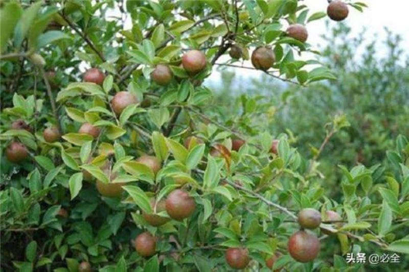 茶油树种植所需的条件「茶油树种植所需的条件是什么」