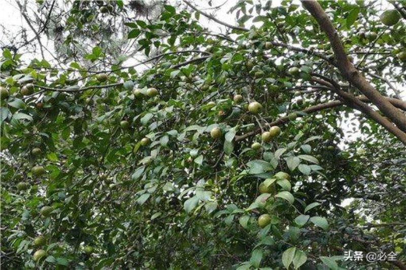 茶油树种植所需的条件「茶油树种植所需的条件是什么」