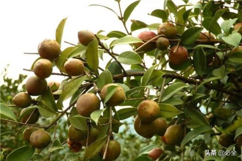 茶油树种植所需的条件「茶油树种植所需的条件是什么」