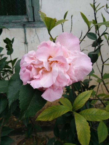 茶花哪个品种好养「茶花哪个品种好养又好看」