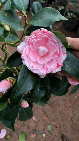茶花哪个品种好养「茶花哪个品种好养又好看」