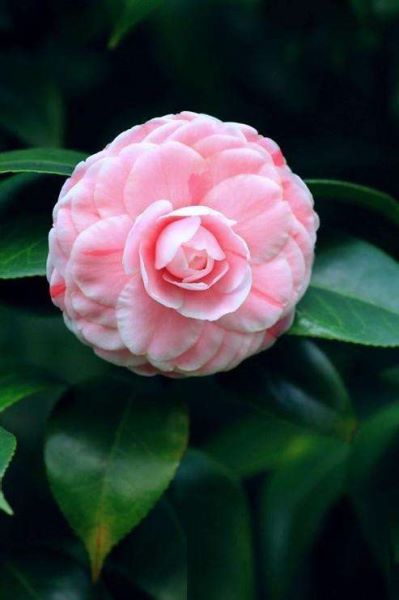 茶花哪个品种好养「茶花哪个品种好养又好看」