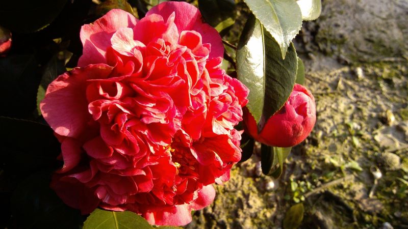 茶花哪个品种好养「茶花哪个品种好养又好看」