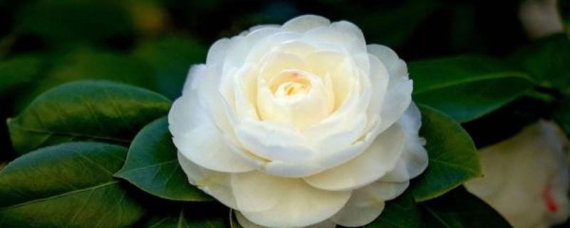 茶花小苗怎么栽「茶花小苗怎么栽种」