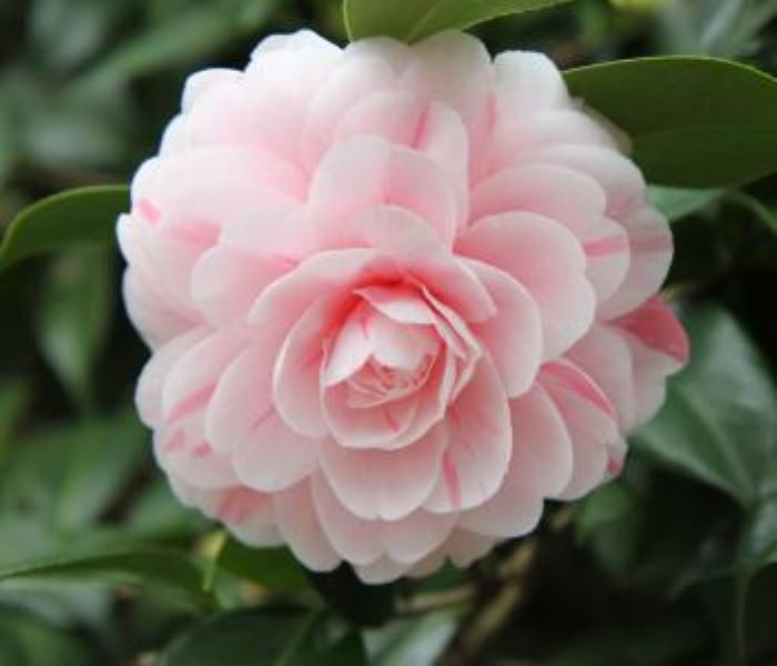 茶花小苗怎么栽「茶花小苗怎么栽种」