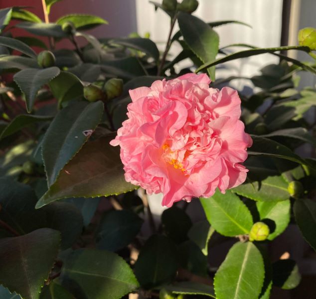 茶花怎么养殖最好「茶花怎么养殖最好活」