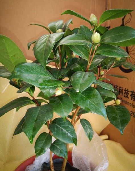 茶花怎么养殖最好「茶花怎么养殖最好活」