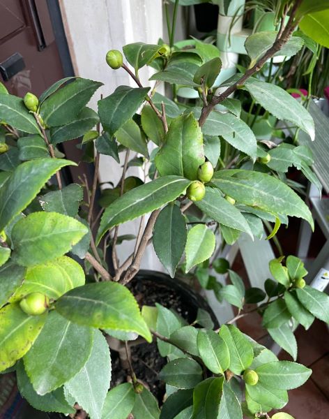 茶花怎么养殖最好「茶花怎么养殖最好活」