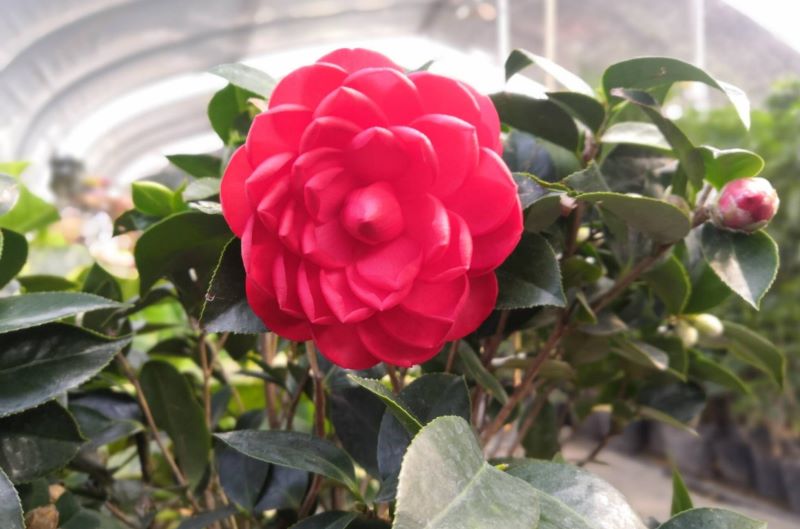 茶花怎么养殖最好「茶花怎么养殖最好活」