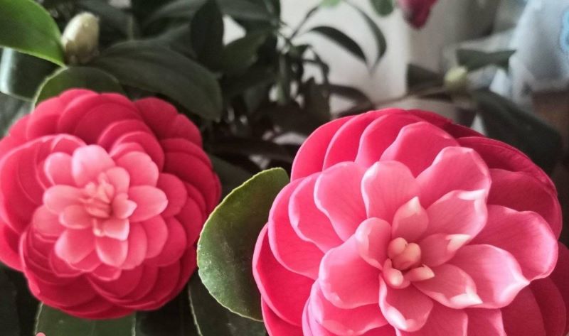 茶花怎么能栽活「茶花怎么能栽活给我教教方法」