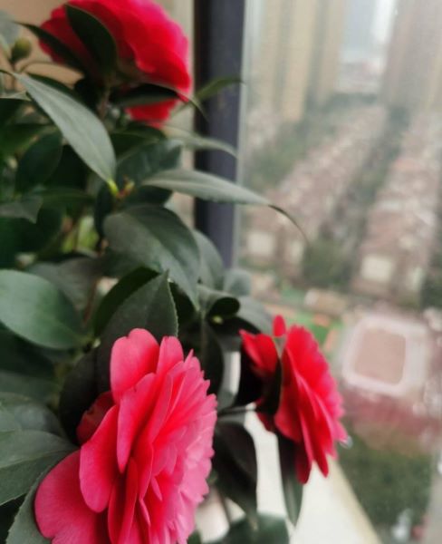 茶花怎么能栽活「茶花怎么能栽活给我教教方法」
