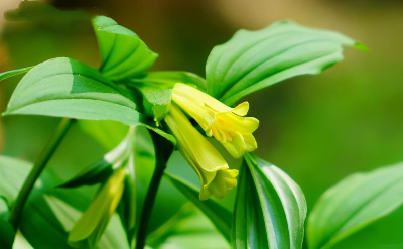 草本植物有多少种「草本植物有多少种类」