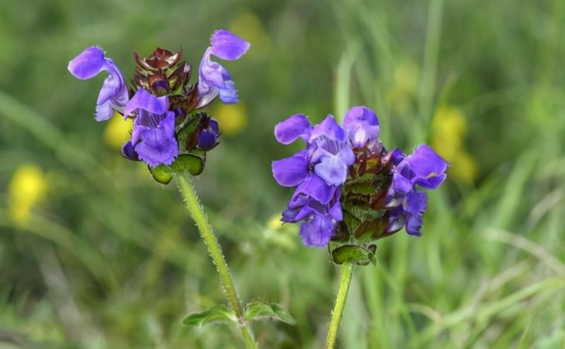 草本植物有多少种「草本植物有多少种类」