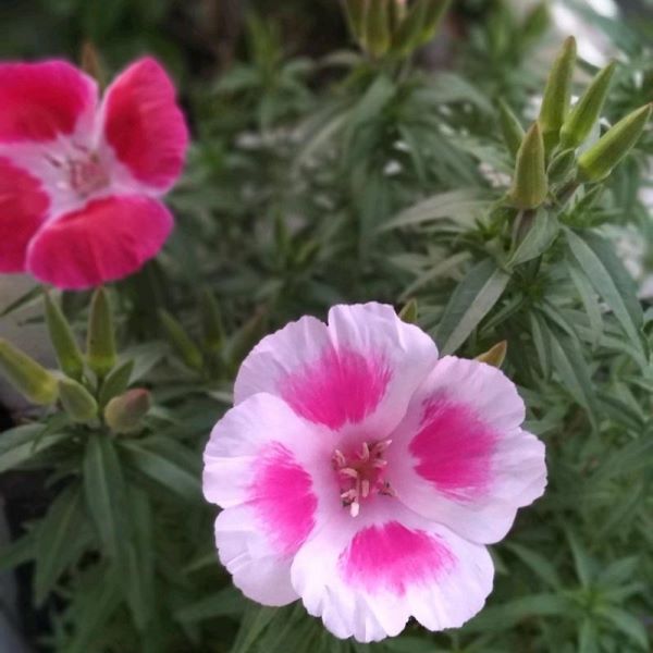 草本植物种类有哪些「草本植物种类有哪些图片」