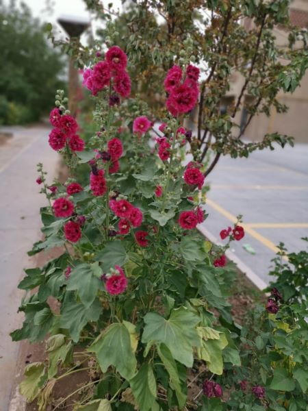 草本花卉有哪些「草本花卉有哪些种类」_2