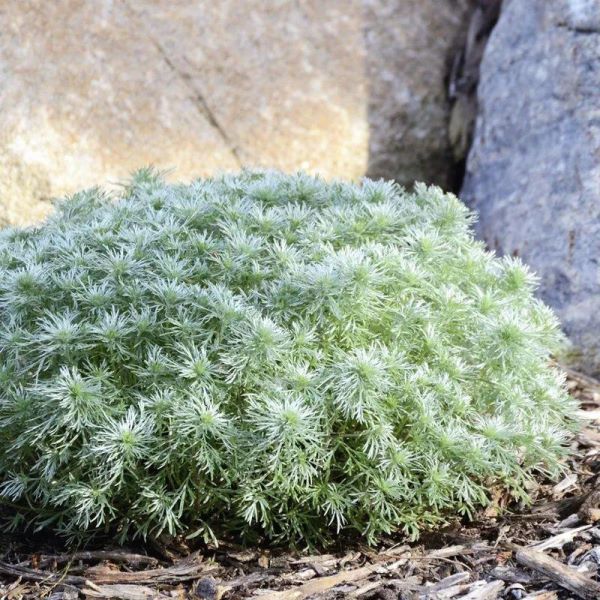 草的种类有哪些「益母草的种类有哪些」