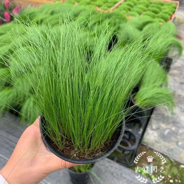 草的种类有哪些「益母草的种类有哪些」