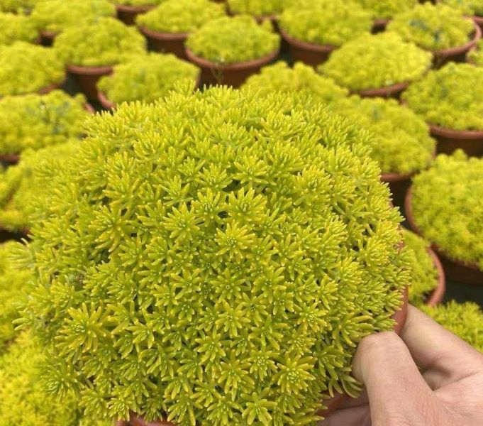 草的种类有哪些「益母草的种类有哪些」