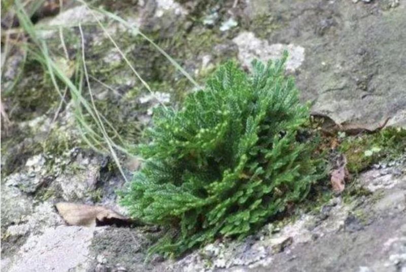 草的种类有哪些「益母草的种类有哪些」