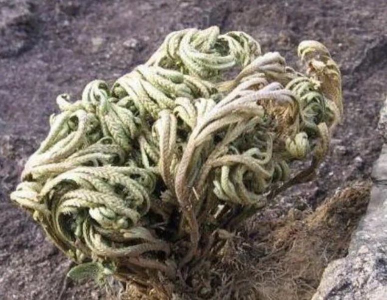 草的种类有哪些「益母草的种类有哪些」
