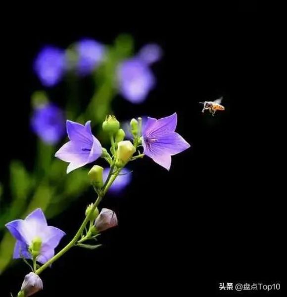 草花品种有哪些「草花品种有哪些狗尾草」