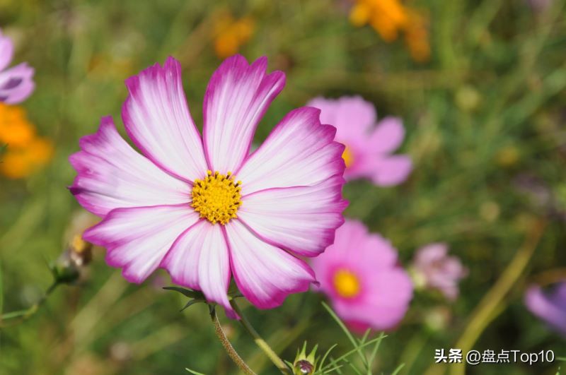 草花品种有哪些「草花品种有哪些狗尾草」