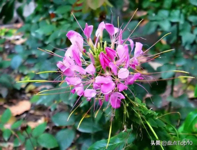 草花品种有哪些「草花品种有哪些狗尾草」