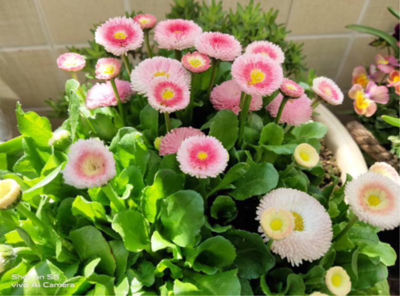 草花种子几月份种最好「草花种子什么季节种」