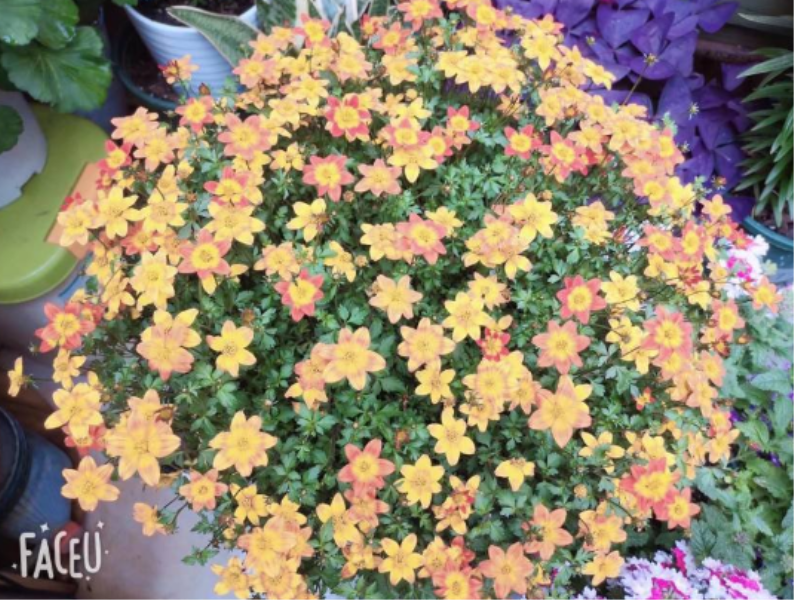 草花种子几月份种最好「草花种子什么季节种」