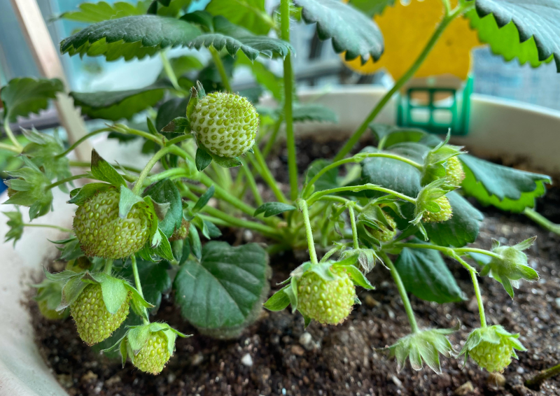 草莓几月份种植最好「草莓几月份种比较合适」