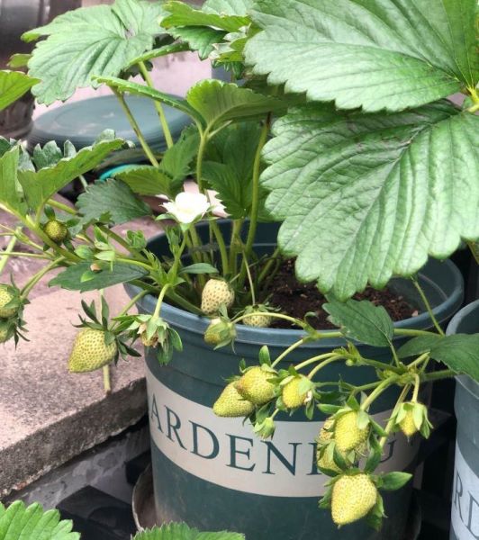 草莓几月份种植最好「草莓几月份种比较合适」