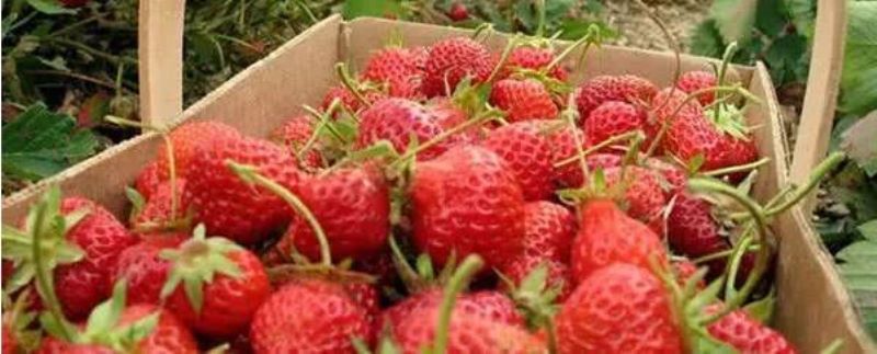 草莓啥时候种植比较好「草莓啥时候种植比较好呢」