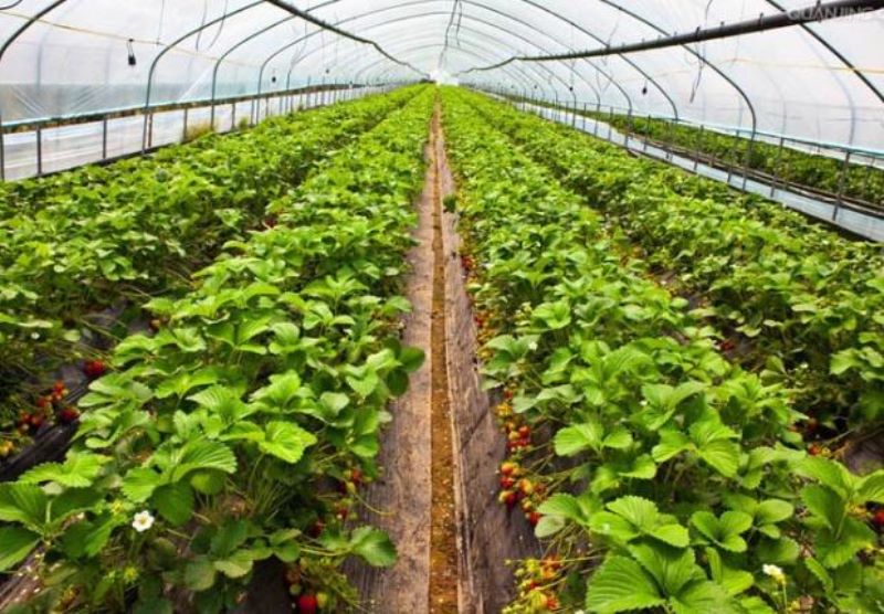 草莓啥时候种植比较好「草莓啥时候种植比较好呢」