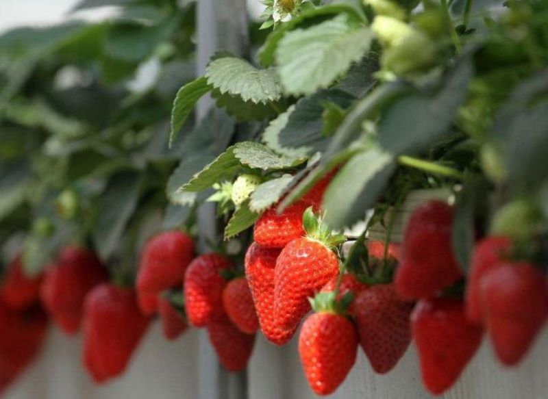 草莓啥时候种植比较好「草莓啥时候种植比较好呢」