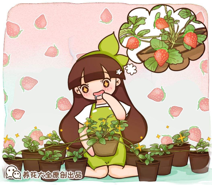 草莓怎么种植比较好「草莓怎么种植比较好吃」