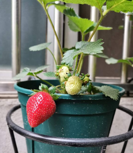 草莓怎么种植比较好「草莓怎么种植比较好吃」