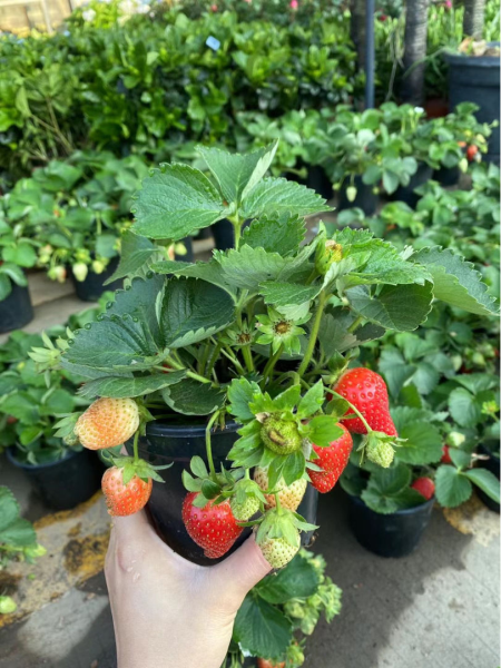 草莓怎么种植比较好「草莓怎么种植比较好吃」