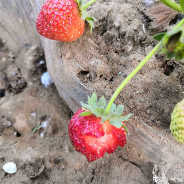 草莓怎么种植比较好「草莓怎么种植比较好吃」