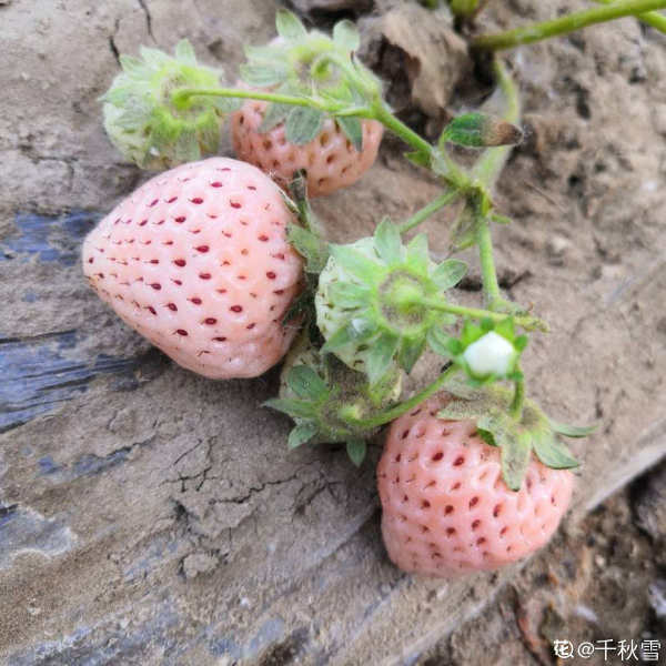 草莓怎么种植比较好「草莓怎么种植比较好吃」