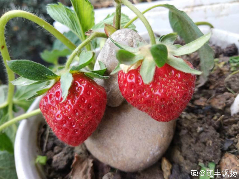 草莓怎么种植比较好「草莓怎么种植比较好吃」