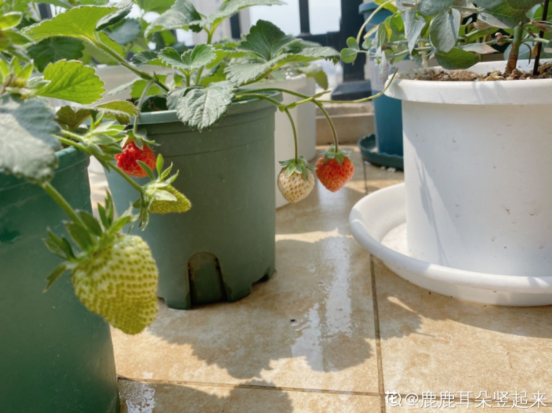 草莓怎么种植比较好「草莓怎么种植比较好吃」
