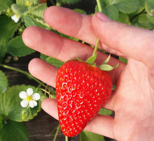 草莓种子的种植方法是什么「草莓种子的种植方法是什么呢」