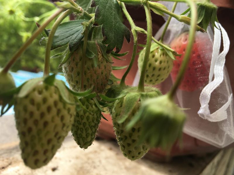 草莓种子的种植方法是什么「草莓种子的种植方法是什么呢」
