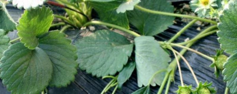 草莓种植方法全过程「草莓种植方法全过程视频」