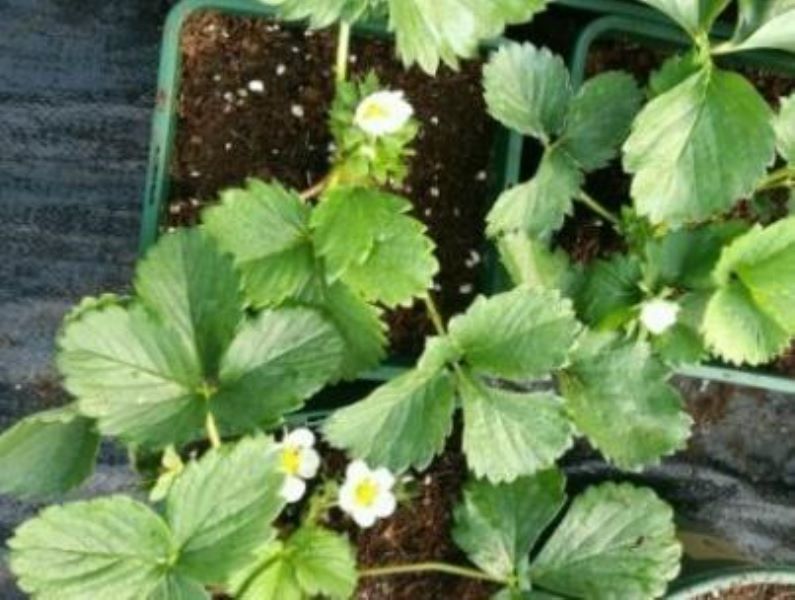 草莓种植方法全过程「草莓种植方法全过程视频」