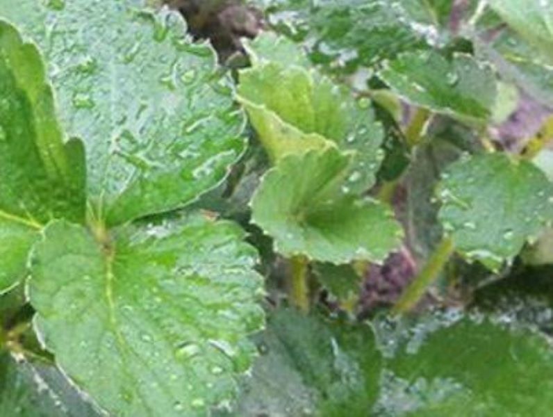 草莓种植方法全过程「草莓种植方法全过程视频」