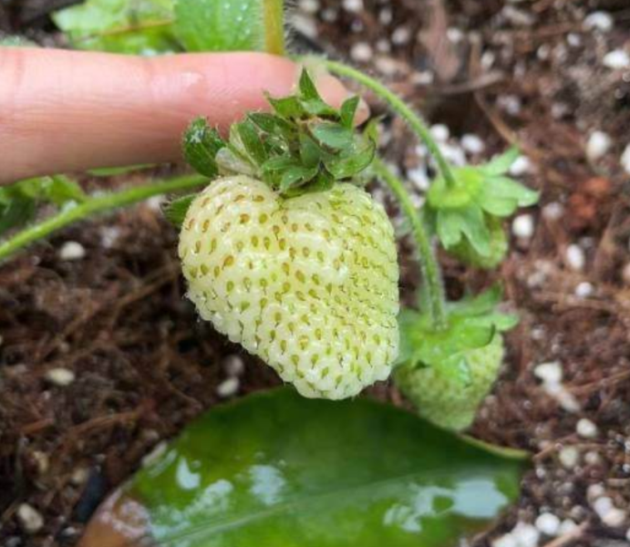 草莓种植时间几月份「一株草莓能活几年」